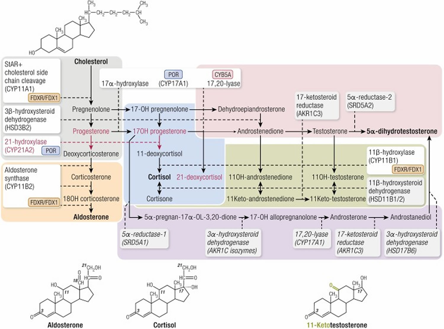 Adrenal Steroidogenesis