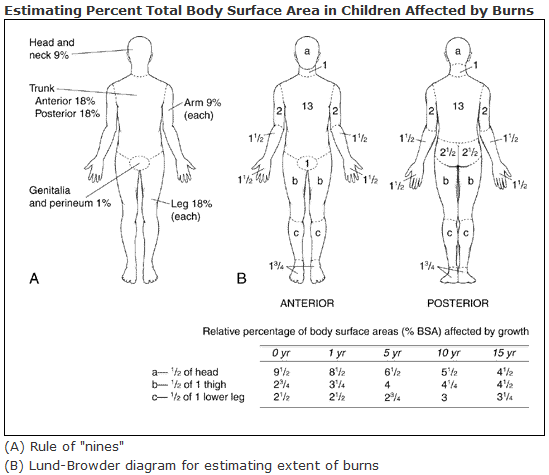 Lund and Browder Chart | right | 300