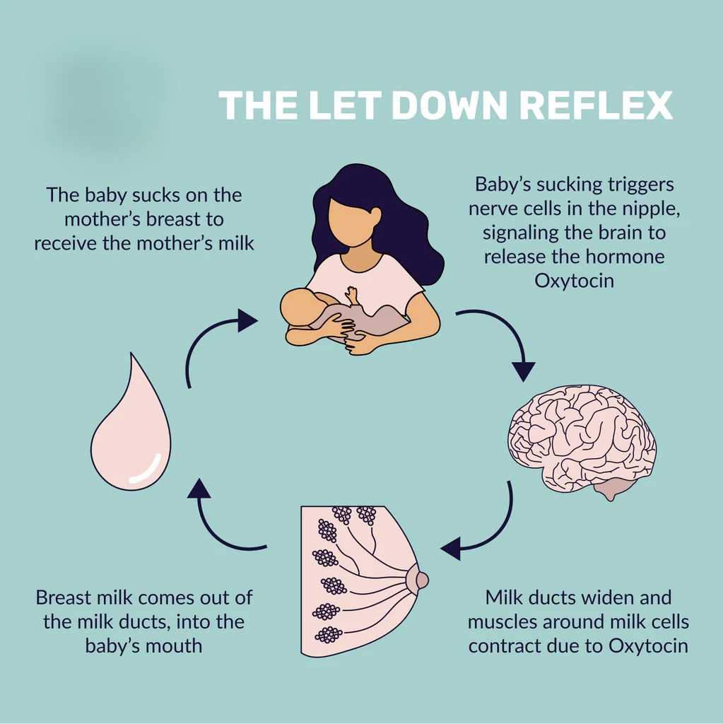 Milk Let-Down Reflex | right