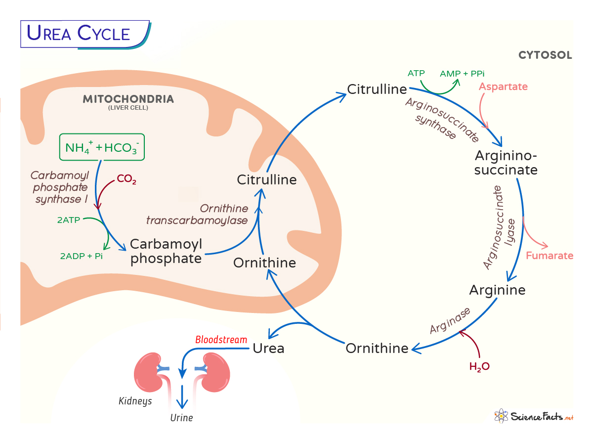 Urea Cycle