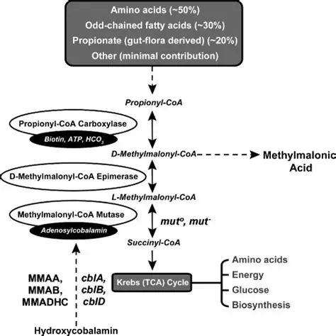 Propionyl / Methylmalonyl Pathway